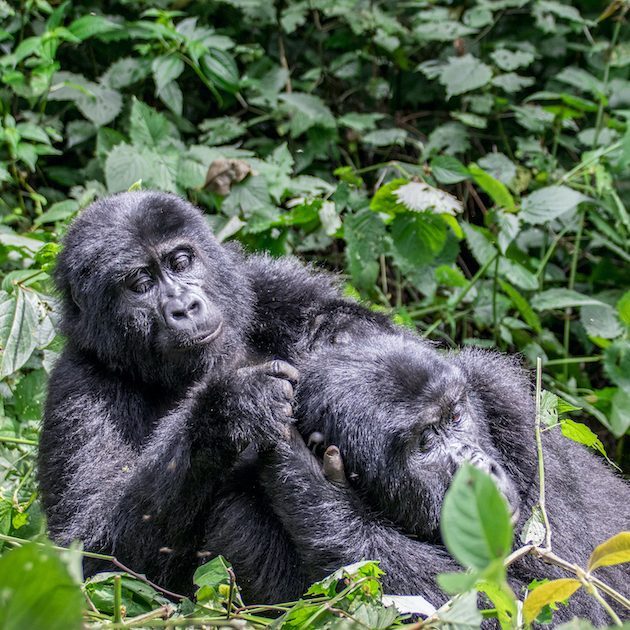 Uganda Nationalparks