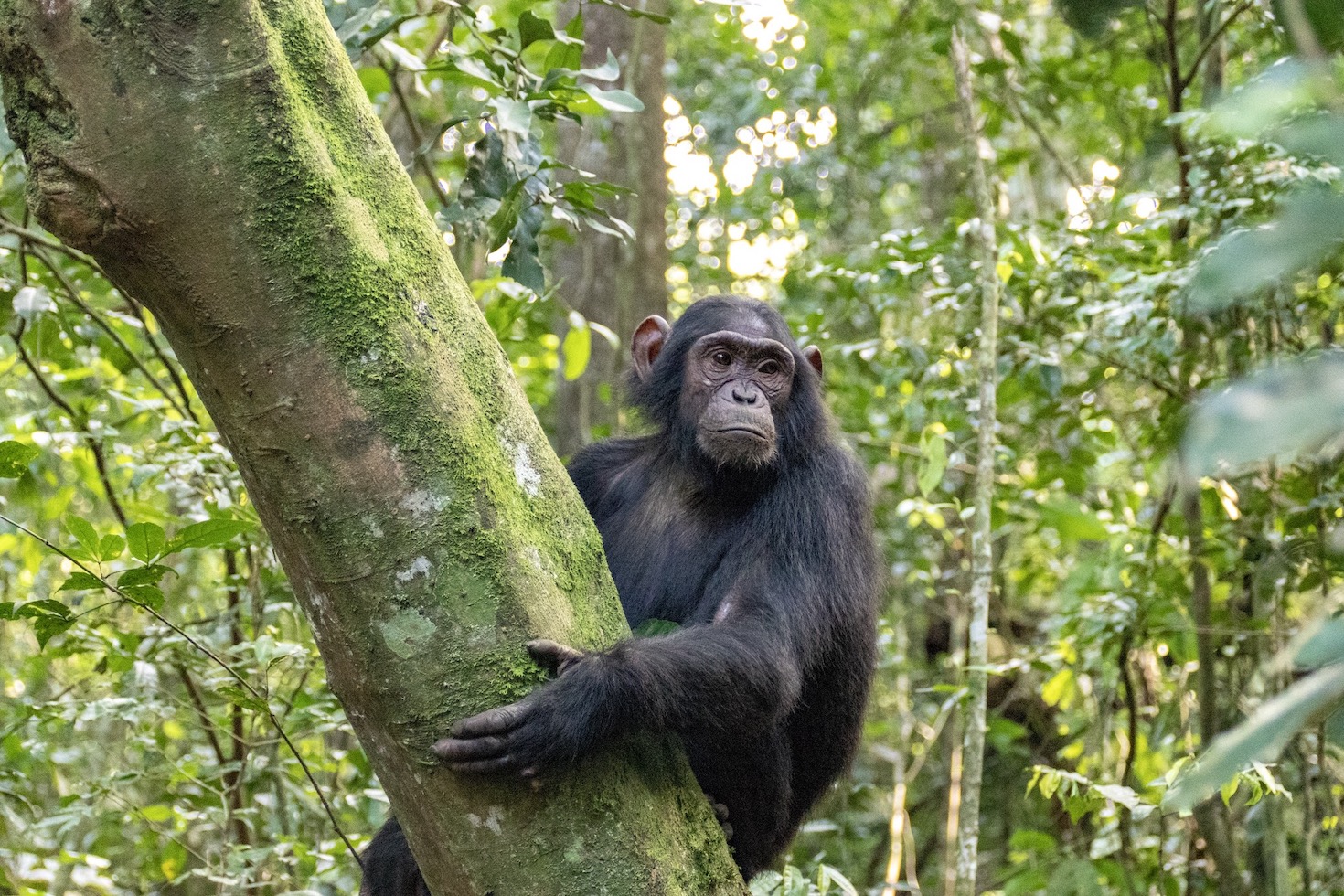 Uganda Nationalparks