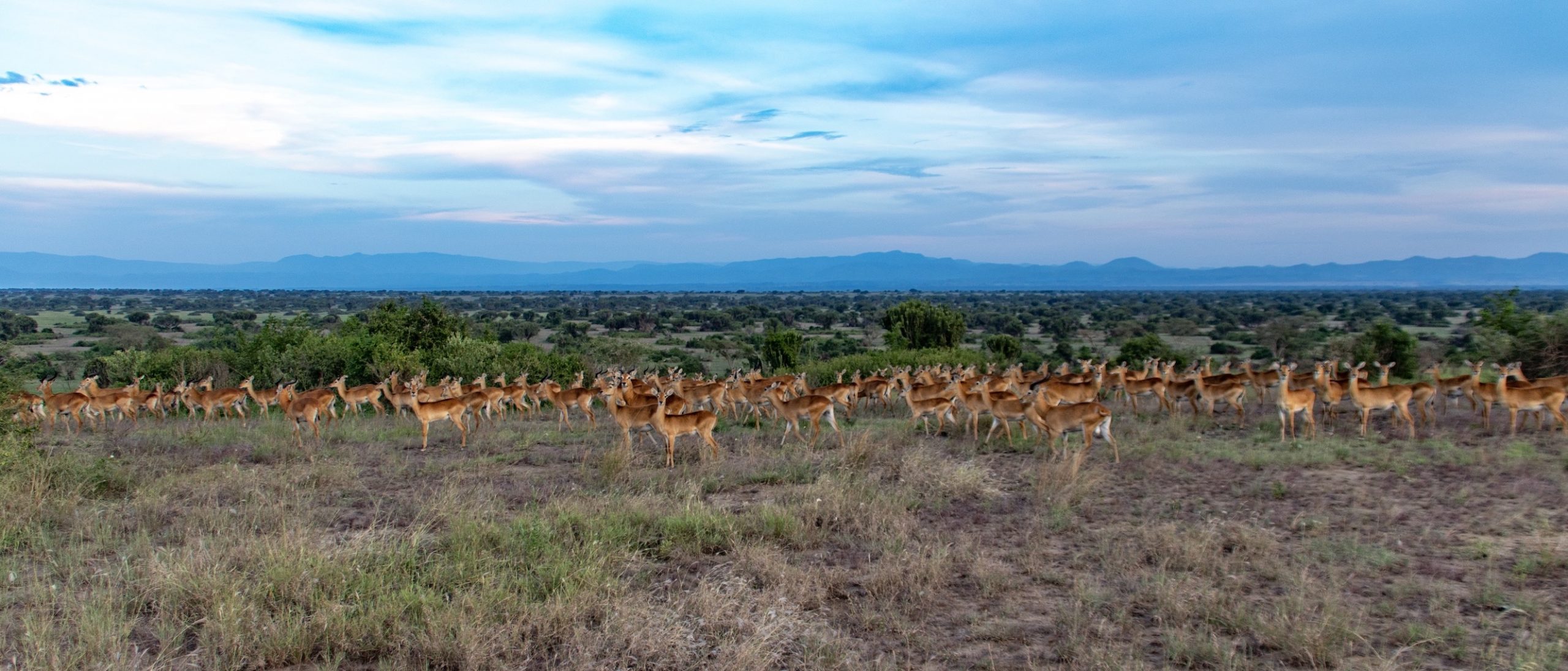 Uganda Nationalparks
