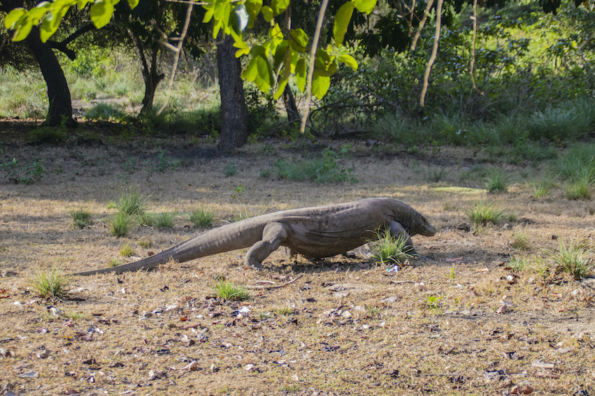 Komodo Trip