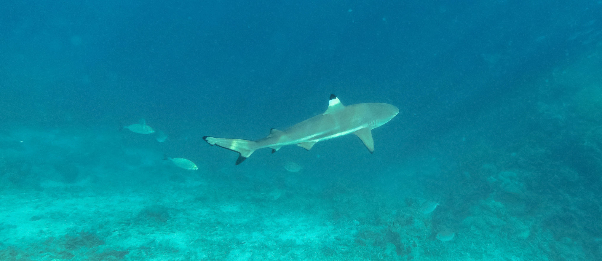 Raja Ampat Dive Resort