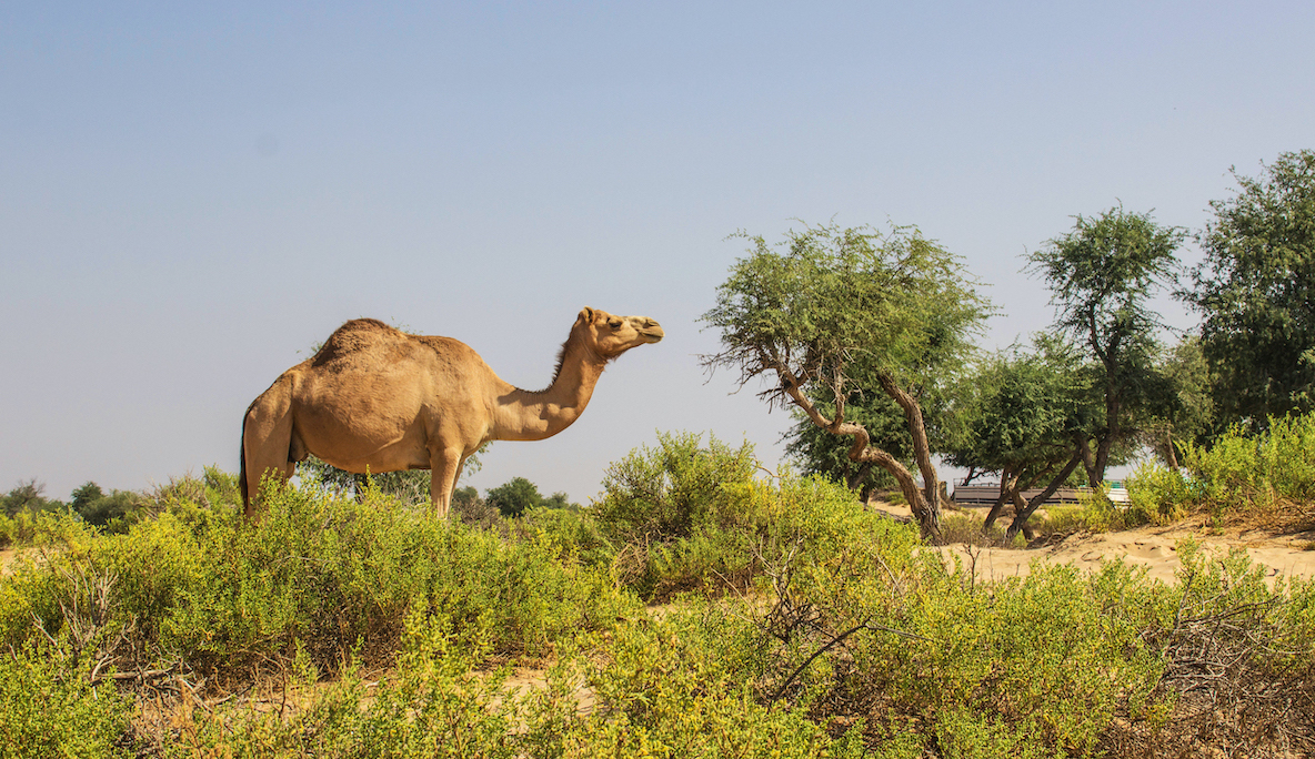 Oman Sehenswürdigkeiten