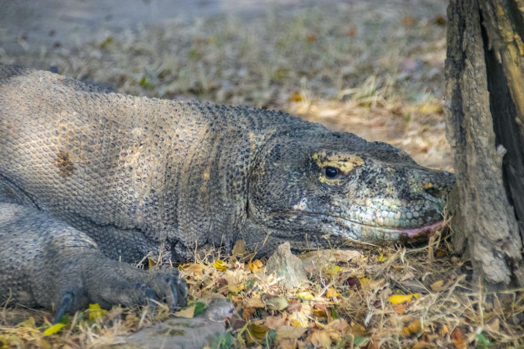 Komodo Tour
