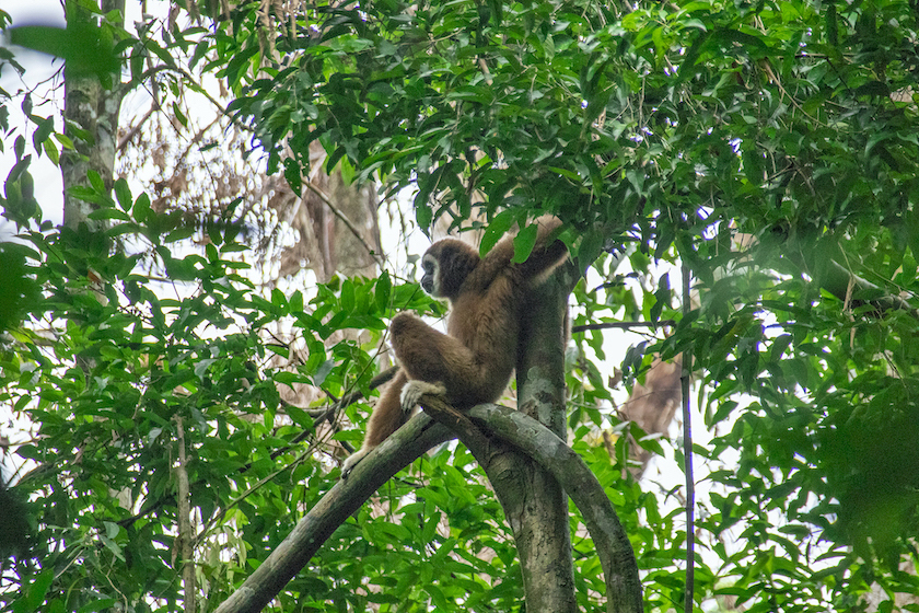 sumatra orang utans