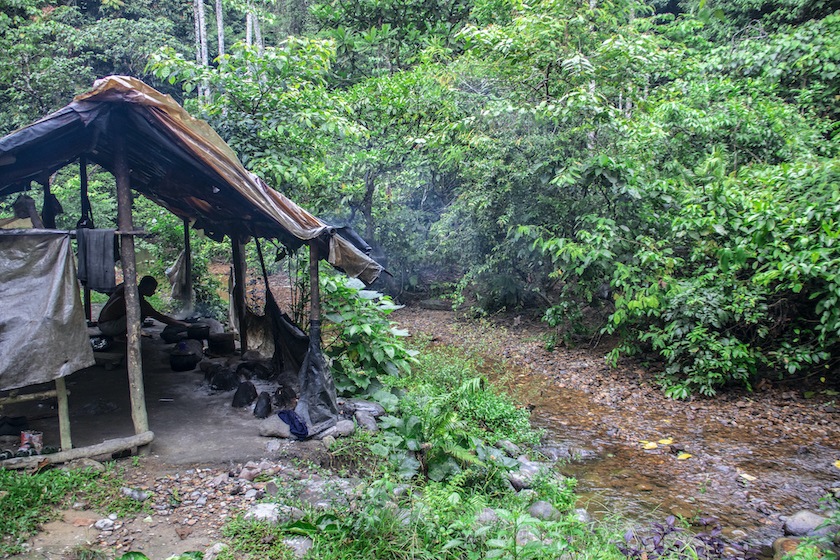 sumatra orang utans