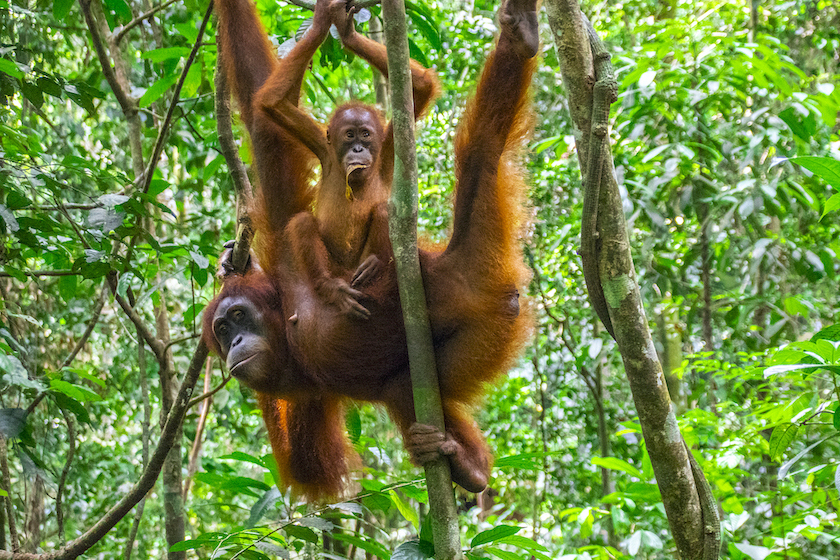 sumatra orang utans