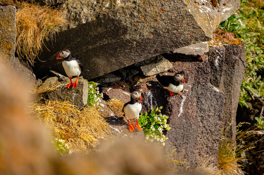 Island Roadtrip Camping Whalewatching Puffins