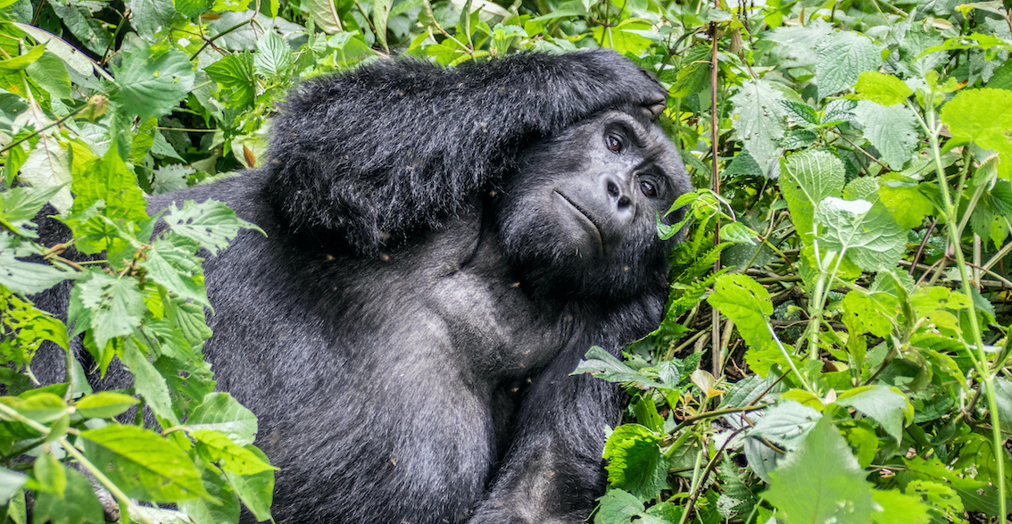 Reiseziele Uganda Gorilla Trekking