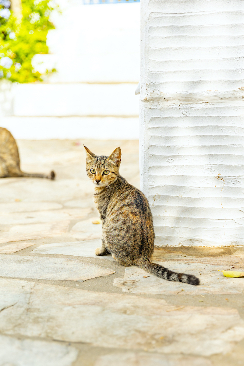 Tinos Volax Kykladen Griechenland