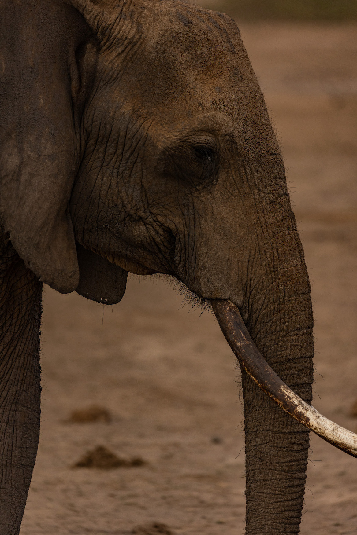 Kenia Safari Elefanten Amboseli