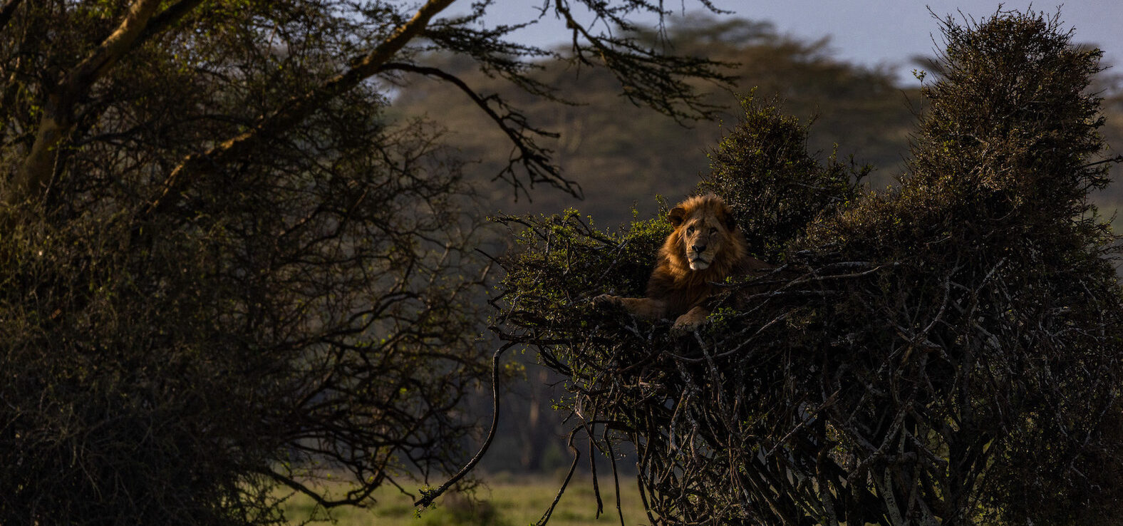 Kenia Safari Löwe Lake Nakuru