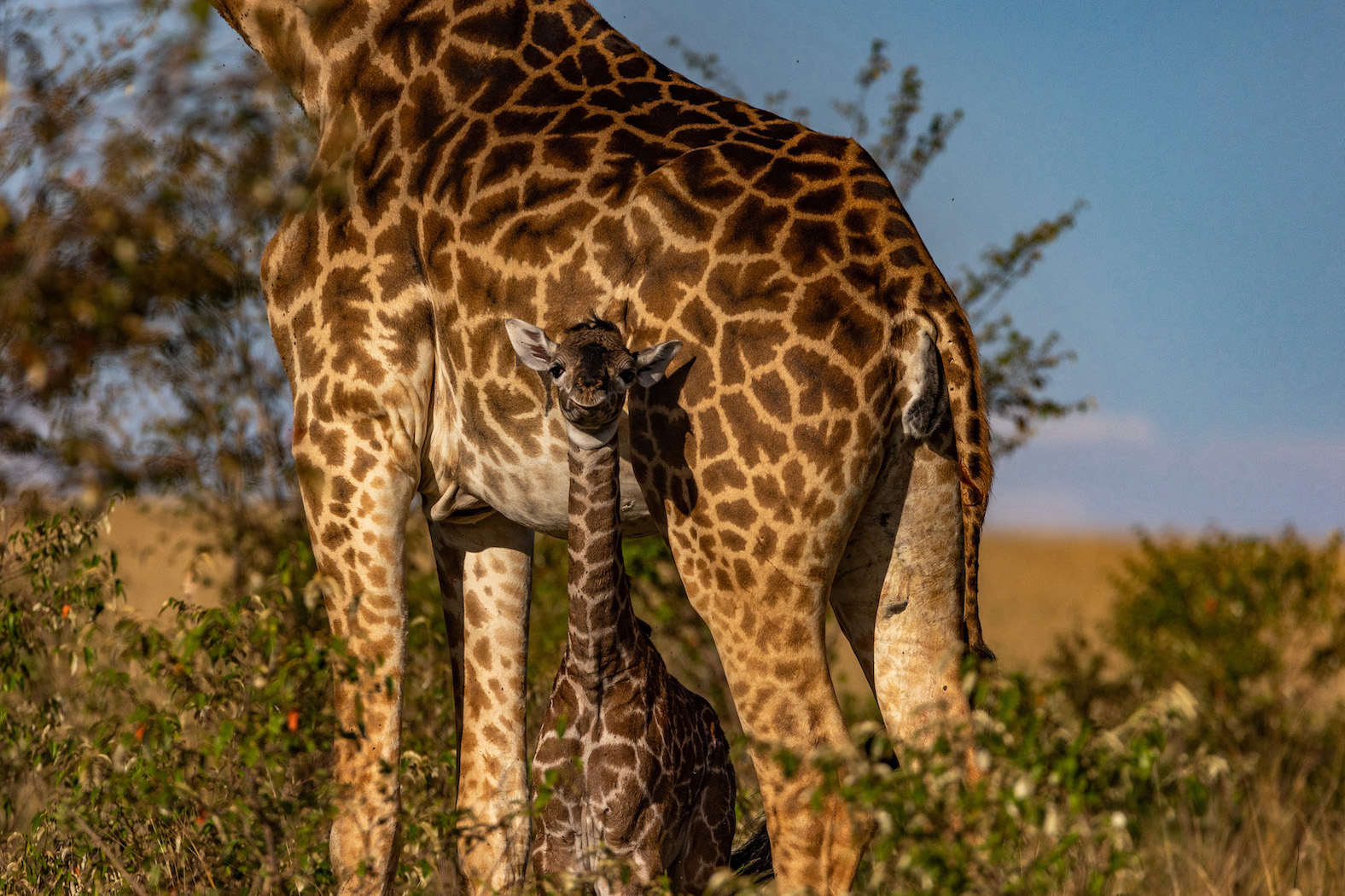 Kenia Safari Giraffe Masai Mara
