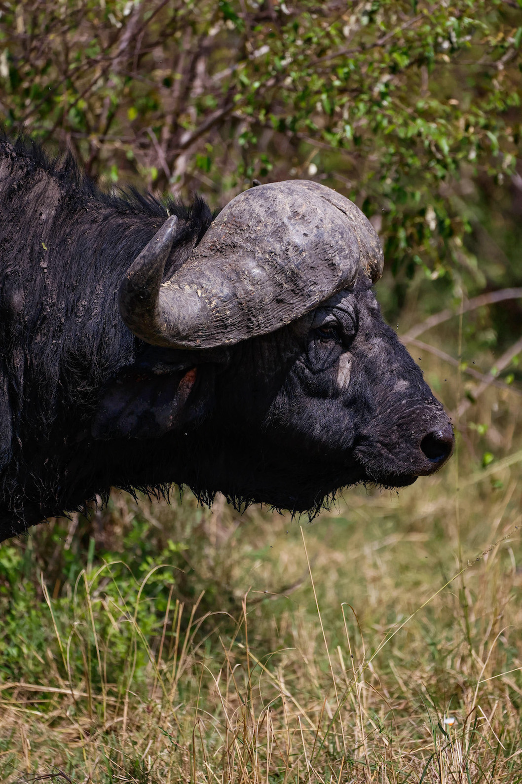 Kenia Safari Wasserbüffel Masai Mara