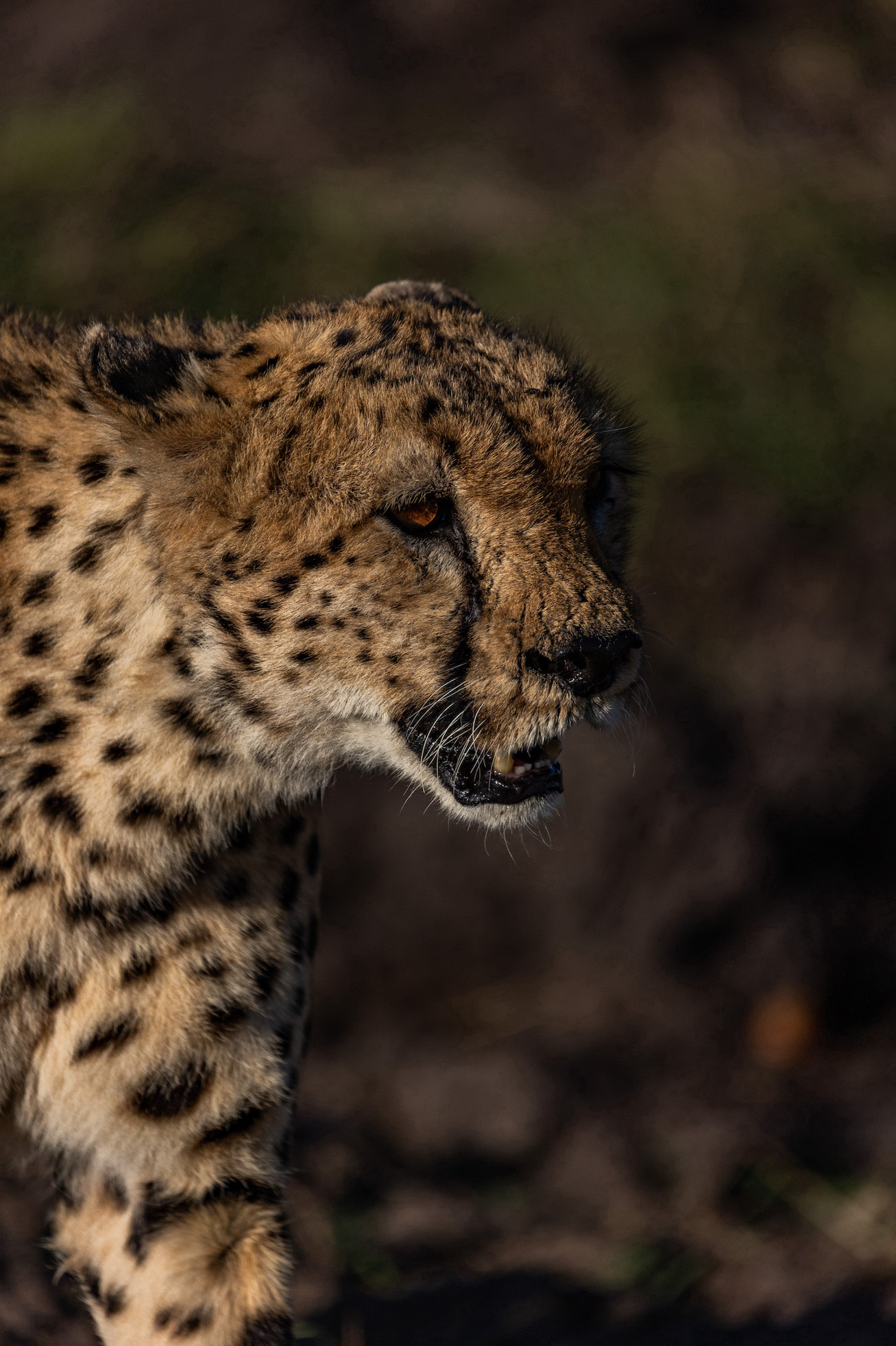 Kenia Safari Gepard Masai Mara