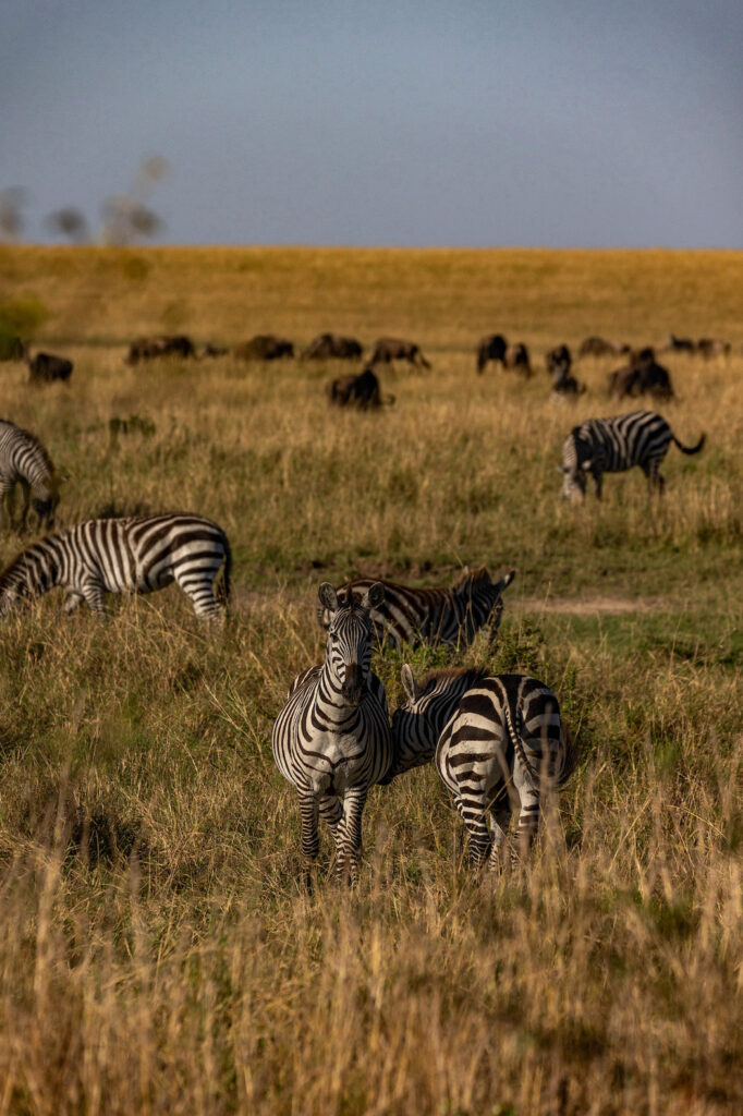 Kenia Safari Zebras Masai Mara