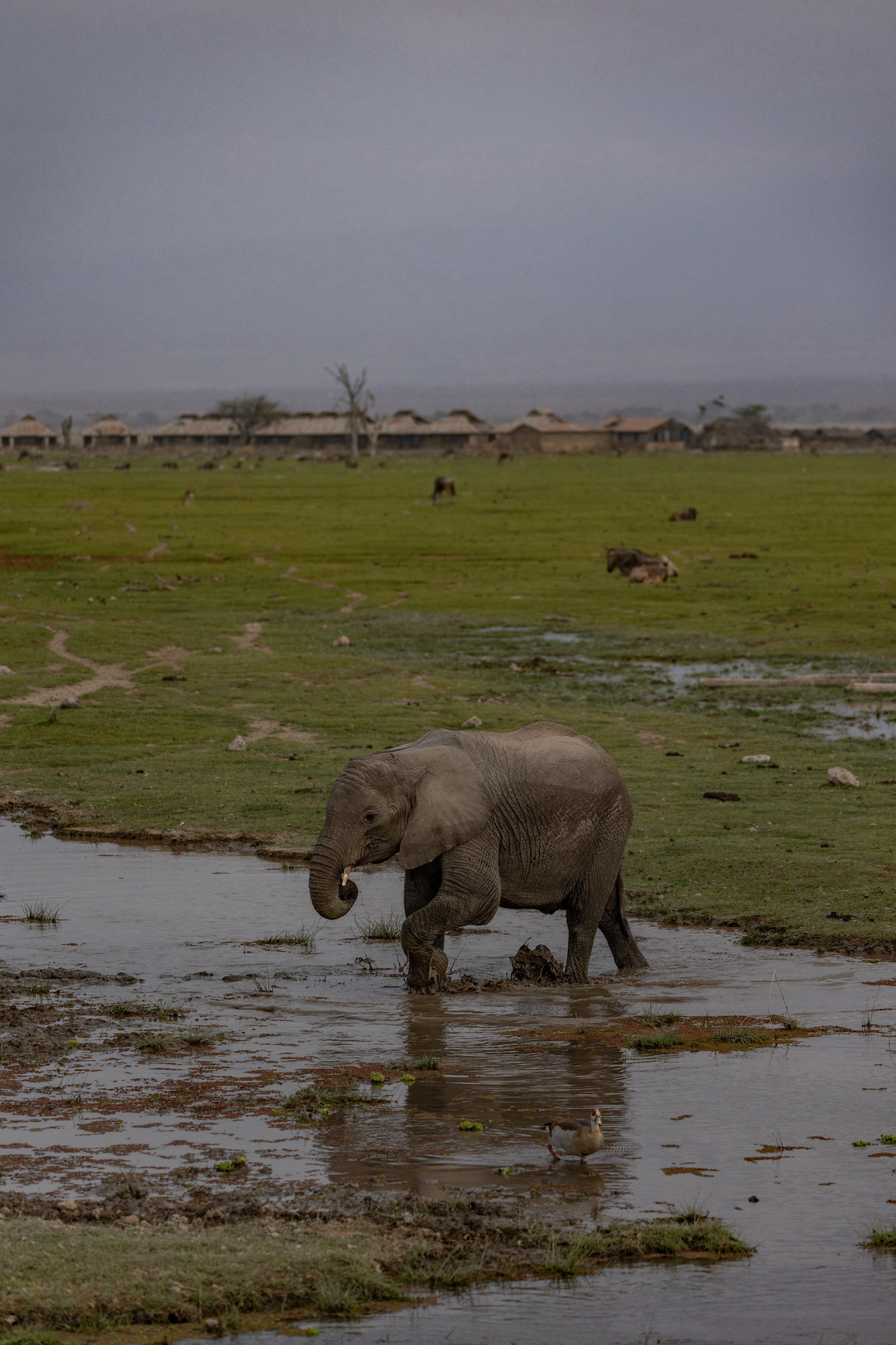 Safari in Kenia, Amboseli