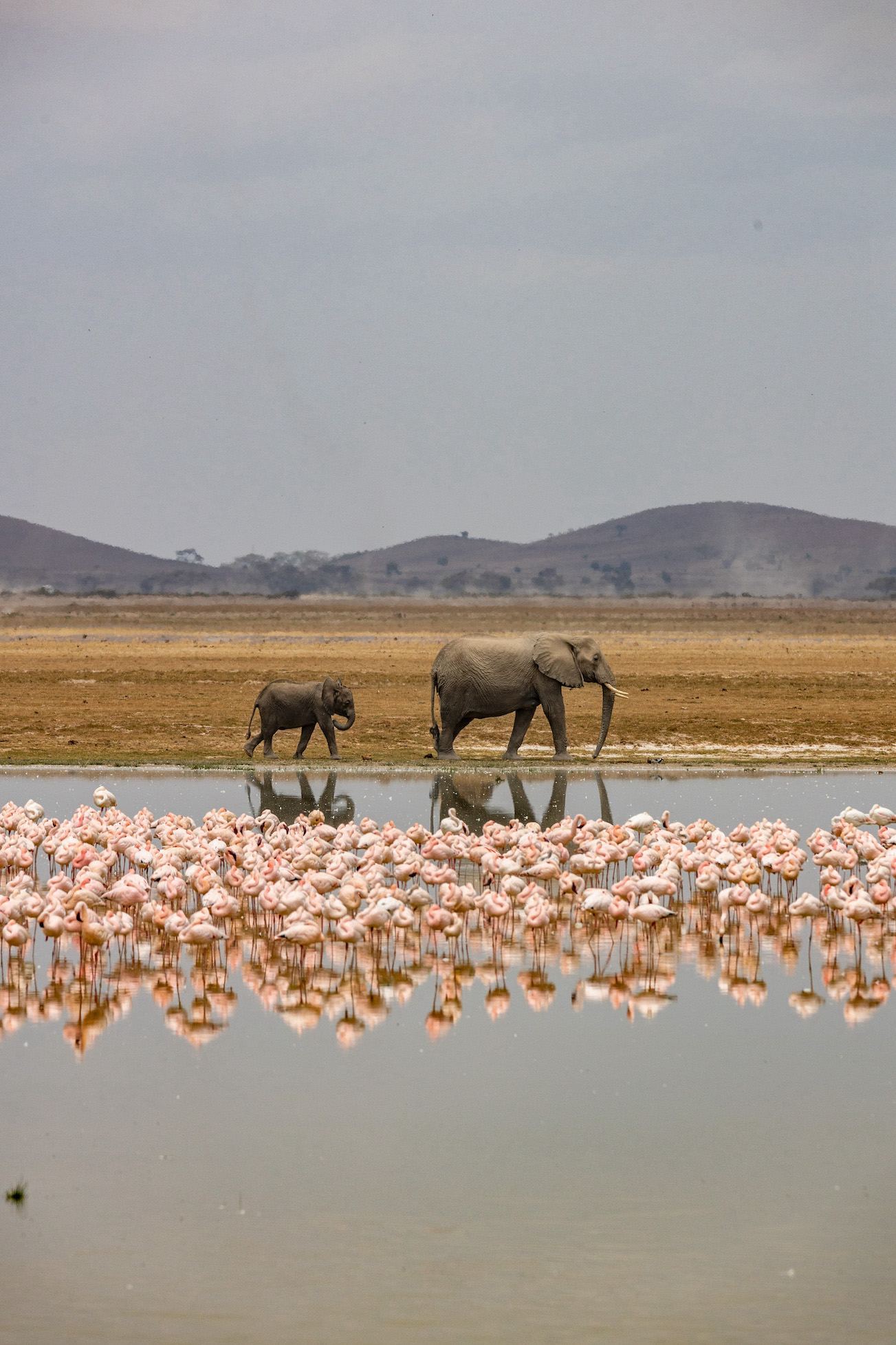 reiseziele_kenia-amboseli-flamingo-elefanten