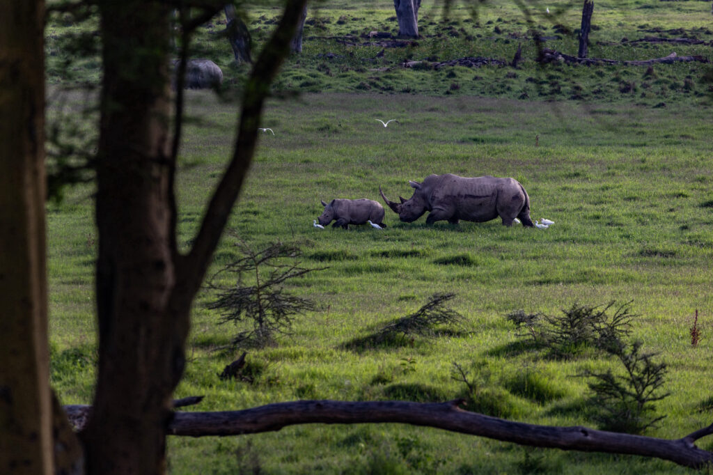 Safari in Kenia, Lake Nakuru