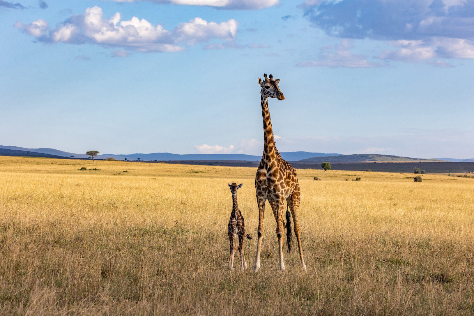 reiseziele_kenia-masaimara-giraffe-babygiraffe