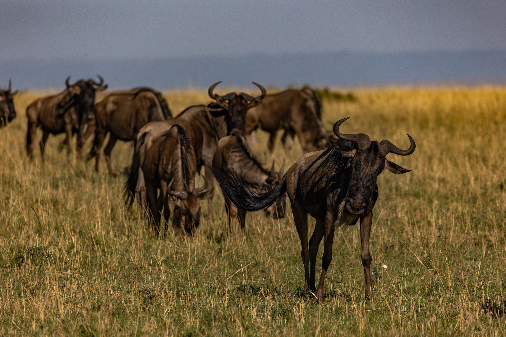 Safari in Kenia, Masai Mara