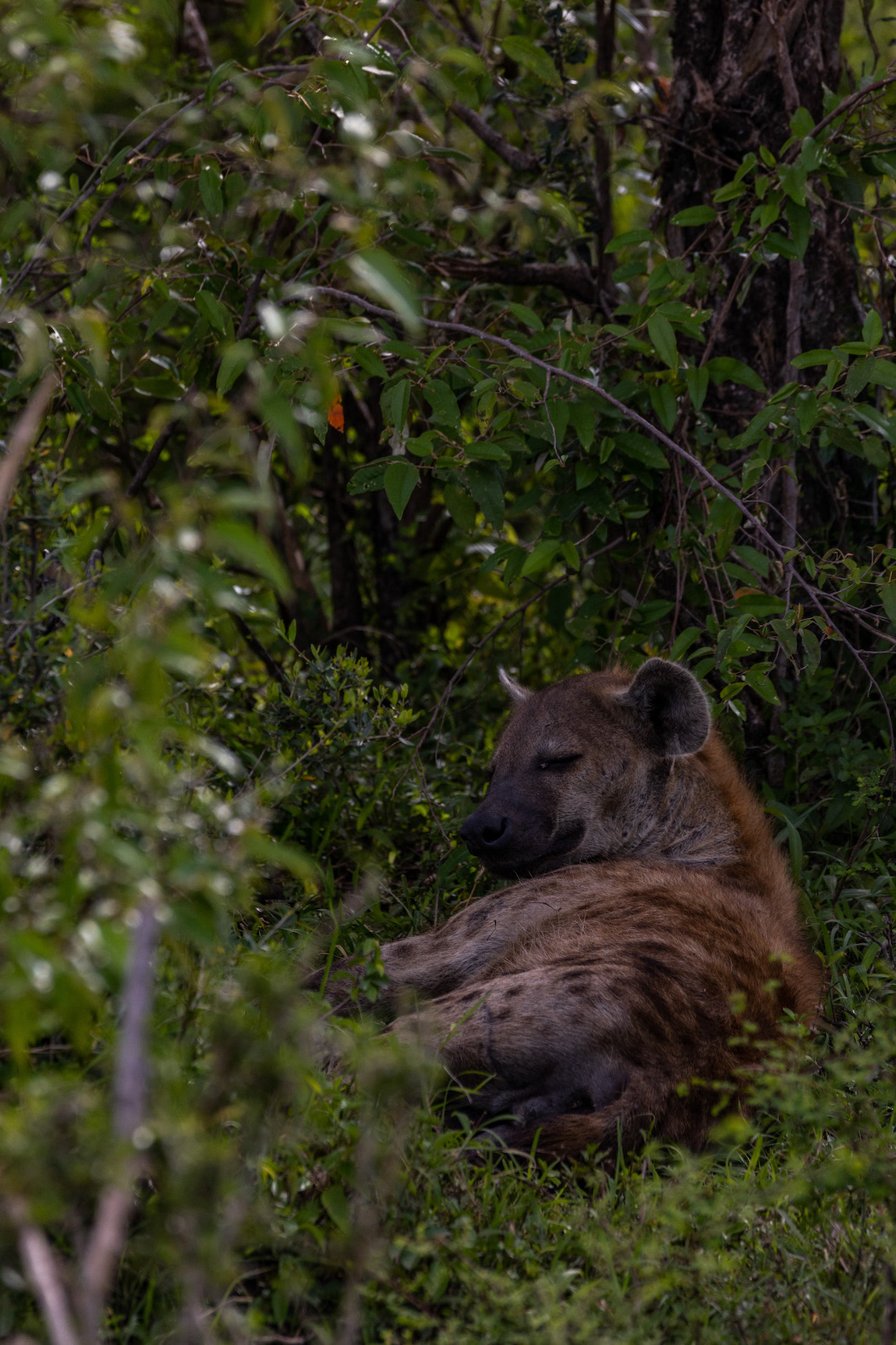 Safari in Kenia, Masai Mara