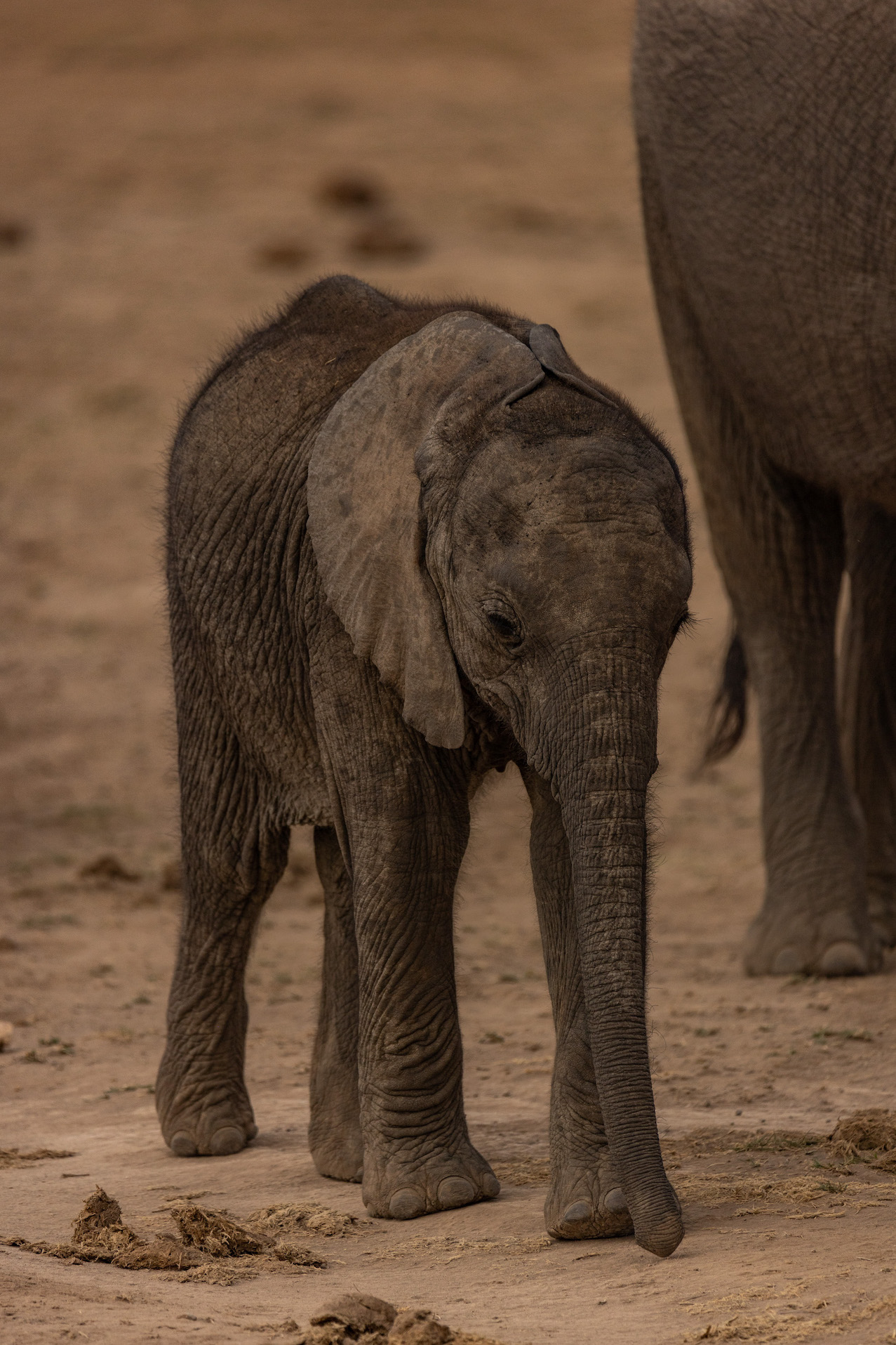 Safari in Kenia, Amboseli