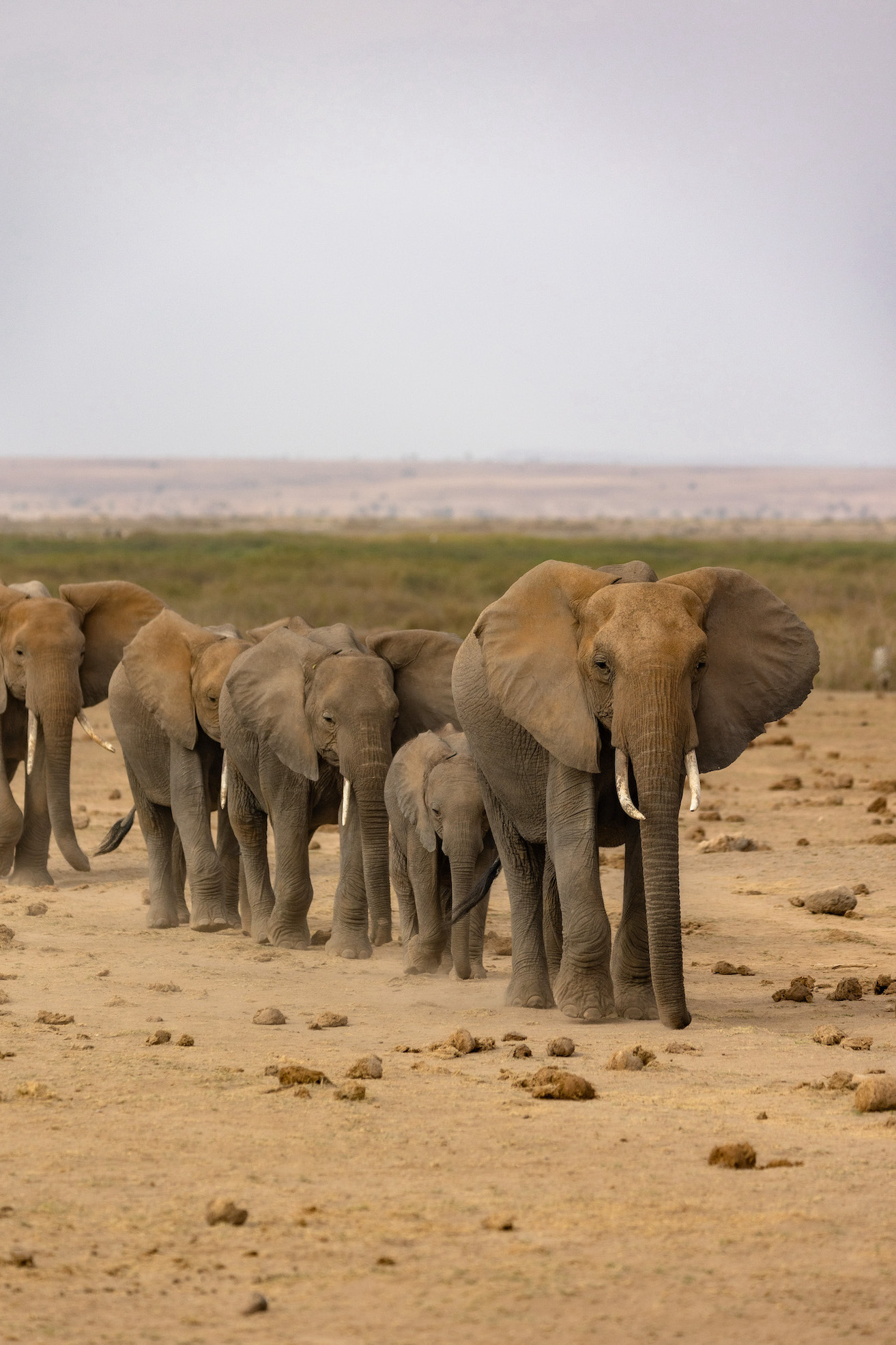 Safari in Kenia, Amboseli