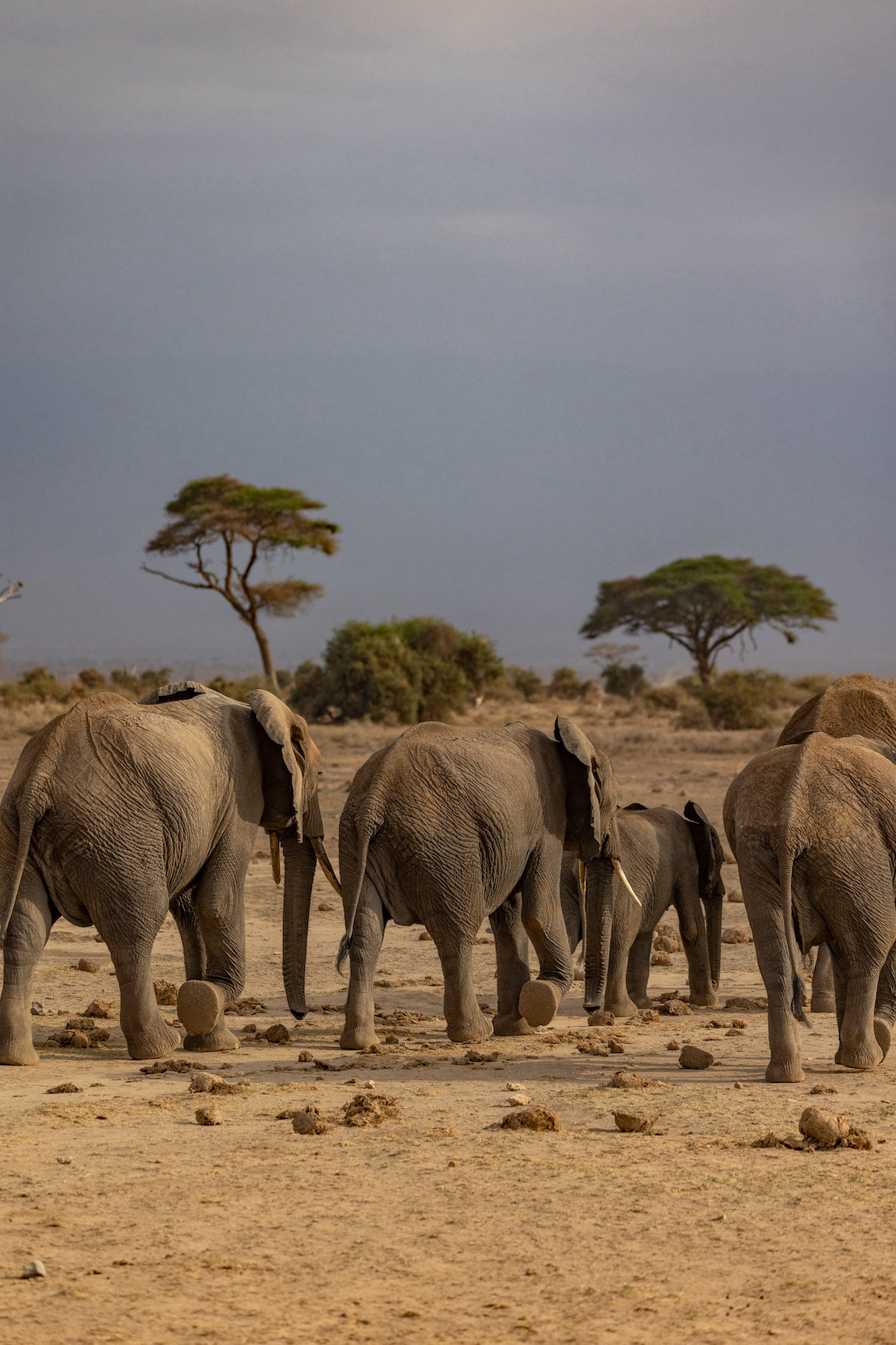 reiseziele_kenia-safari-amboseli-elefanten-hinten