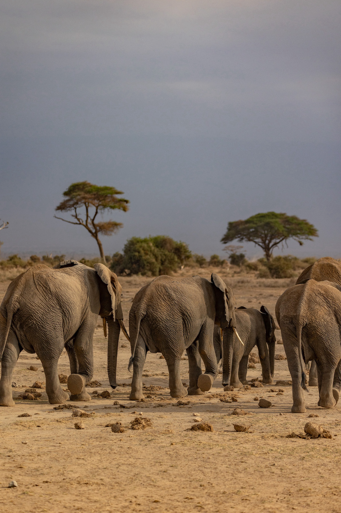 Safari in Kenia, Amboseli