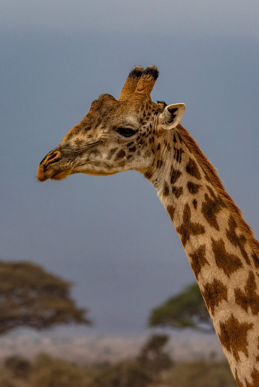 Safari in Kenia, Amboseli