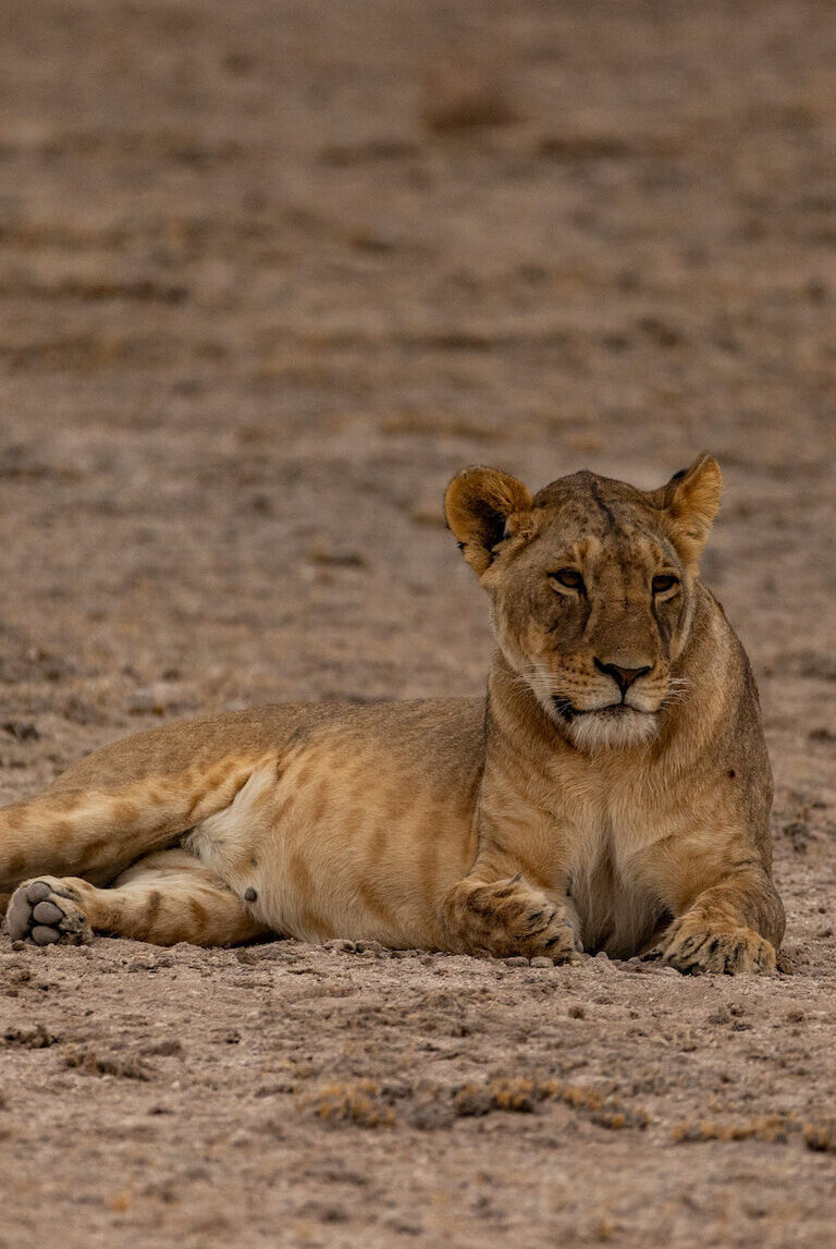 Safari in Kenia, Amboseli