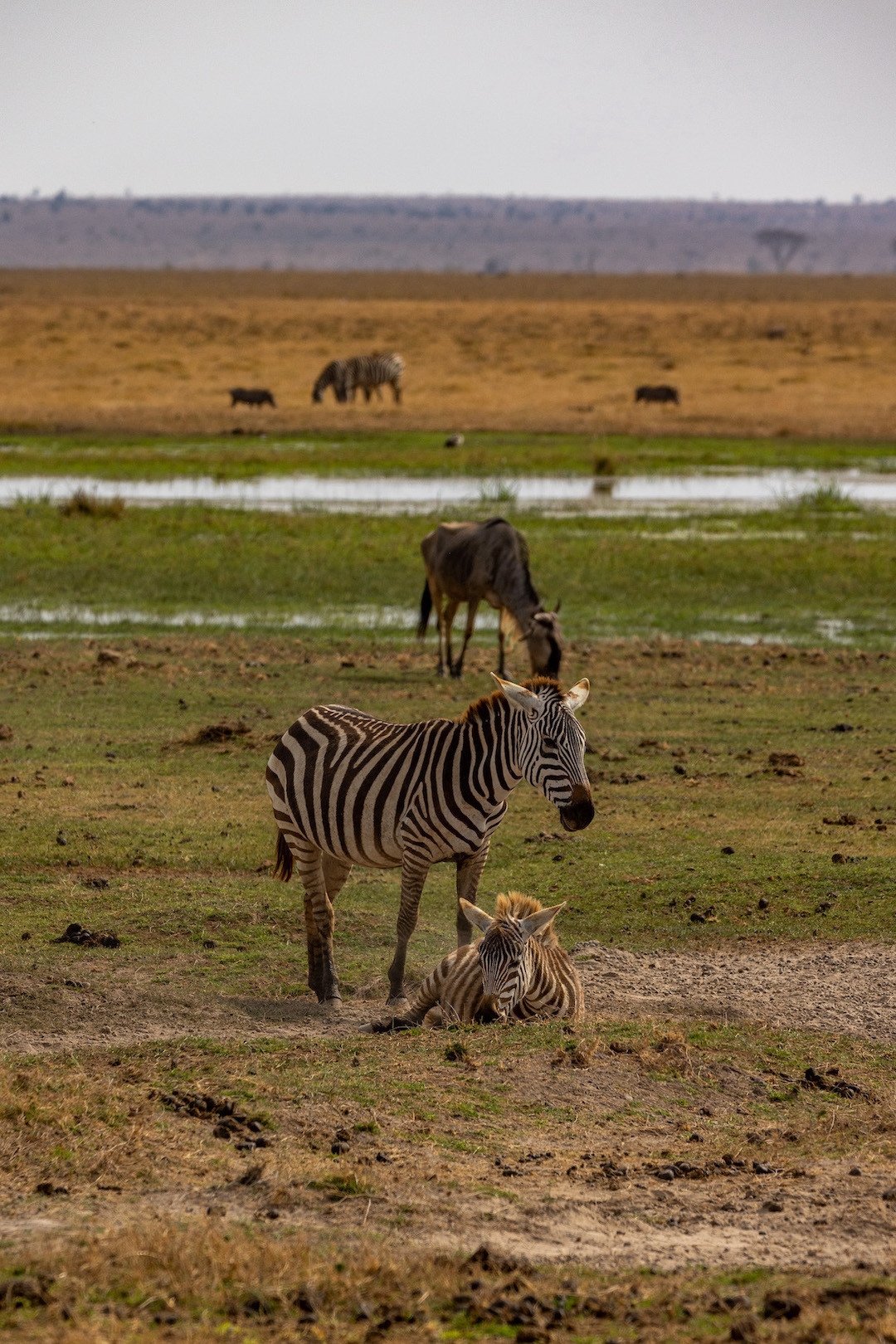 reiseziele_kenia-safari-amboseli-zebra-fohlen
