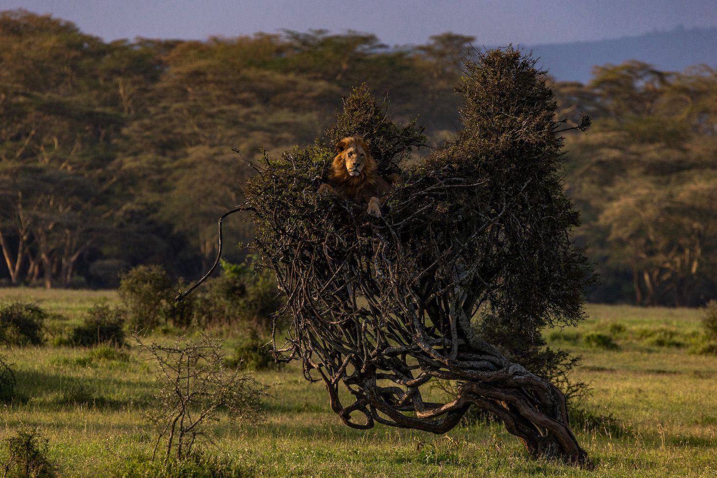 Safari in Kenia, Amboseli