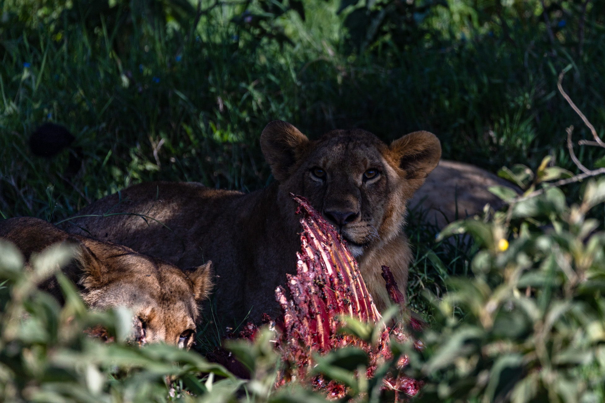 reiseziele_kenia-safari-lake-nakuru-loewen-fressen