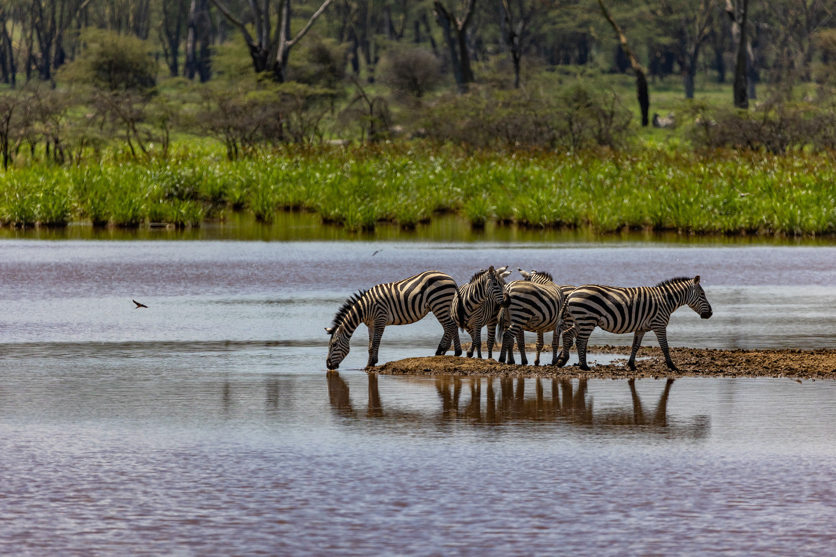 reiseziele_kenia-safari-lake-nakuru-zebras-wasser