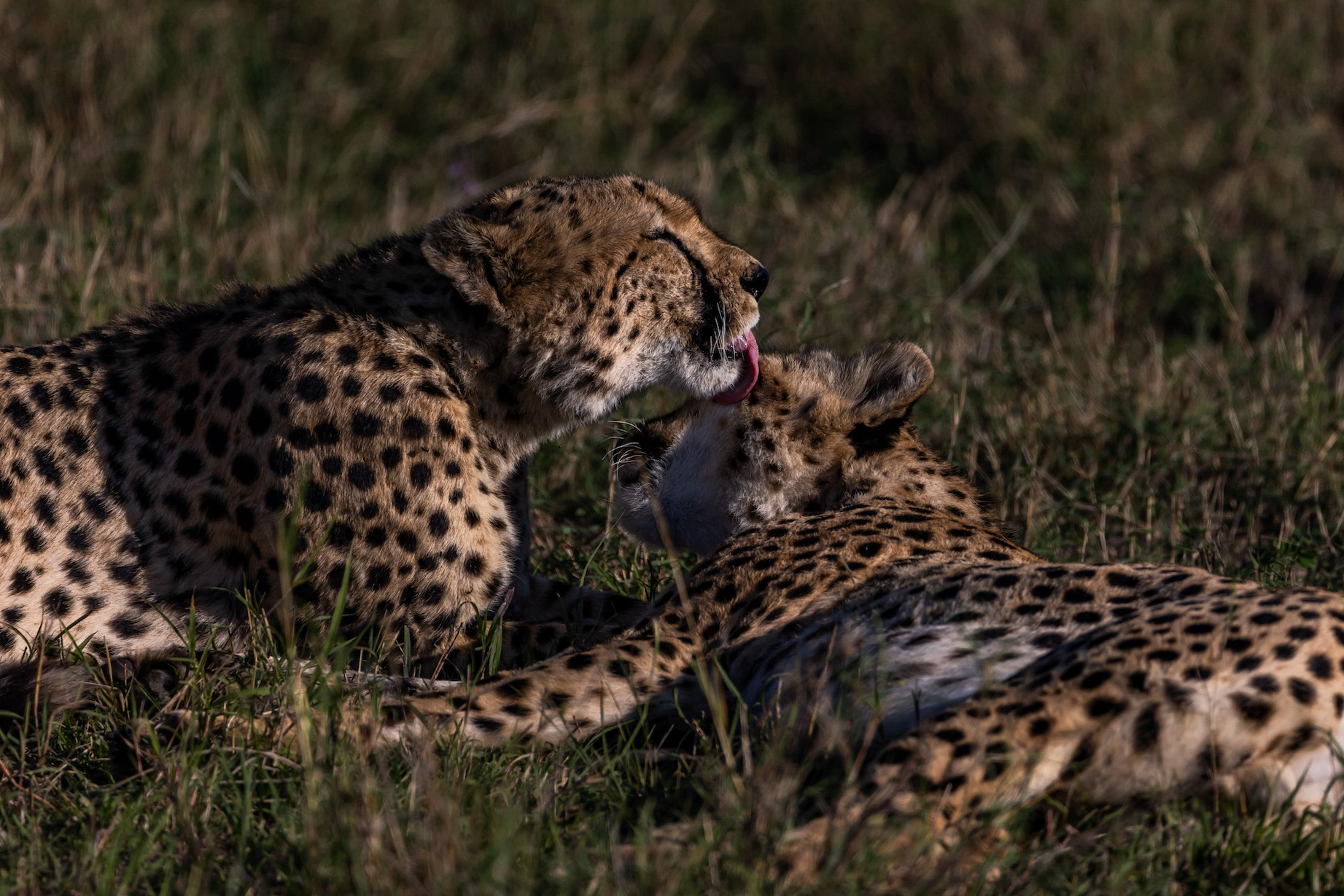 Safari in Kenia, Masai Mara