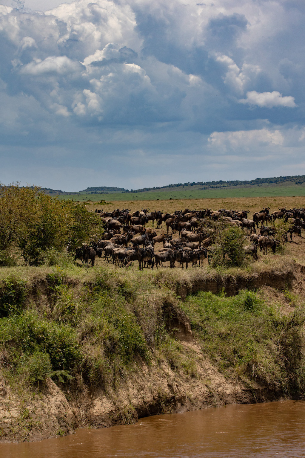 reiseziele_kenia-safari-masai-mara-great-migration