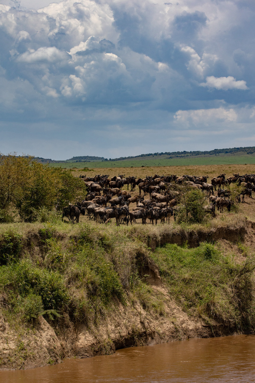 Safari in Kenia, Masai Mara