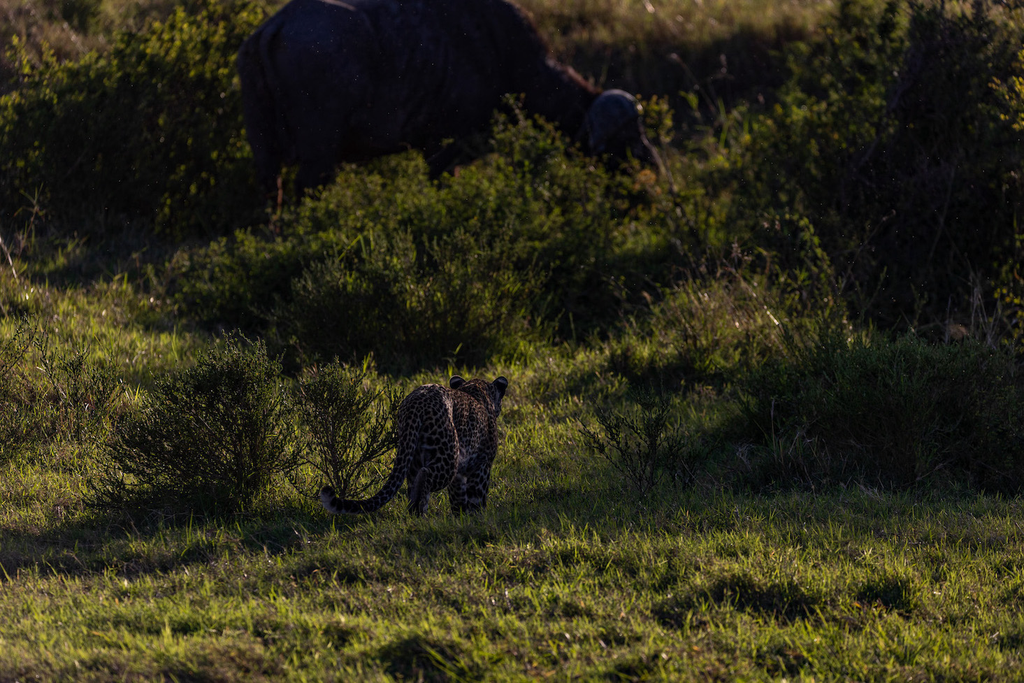 Safari in Kenia, Masai Mara