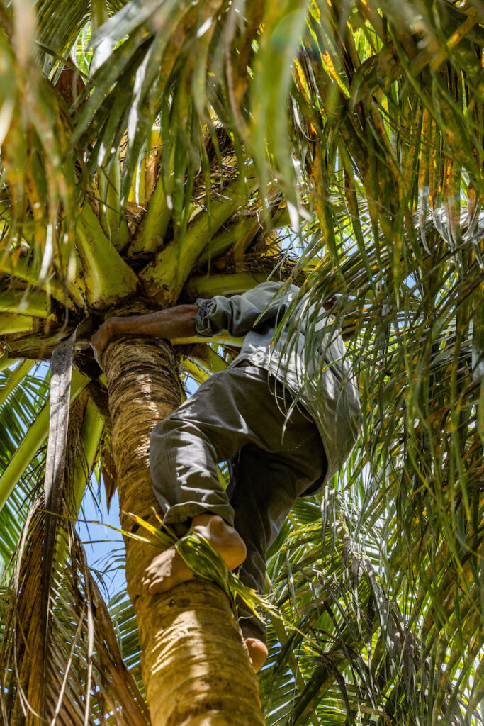 Spice Farm Pemba Tanzania