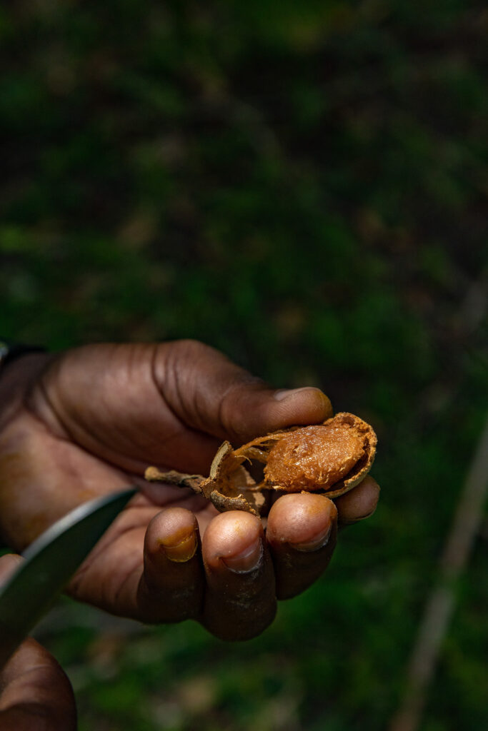 Spice Farm Pemba Tanzania