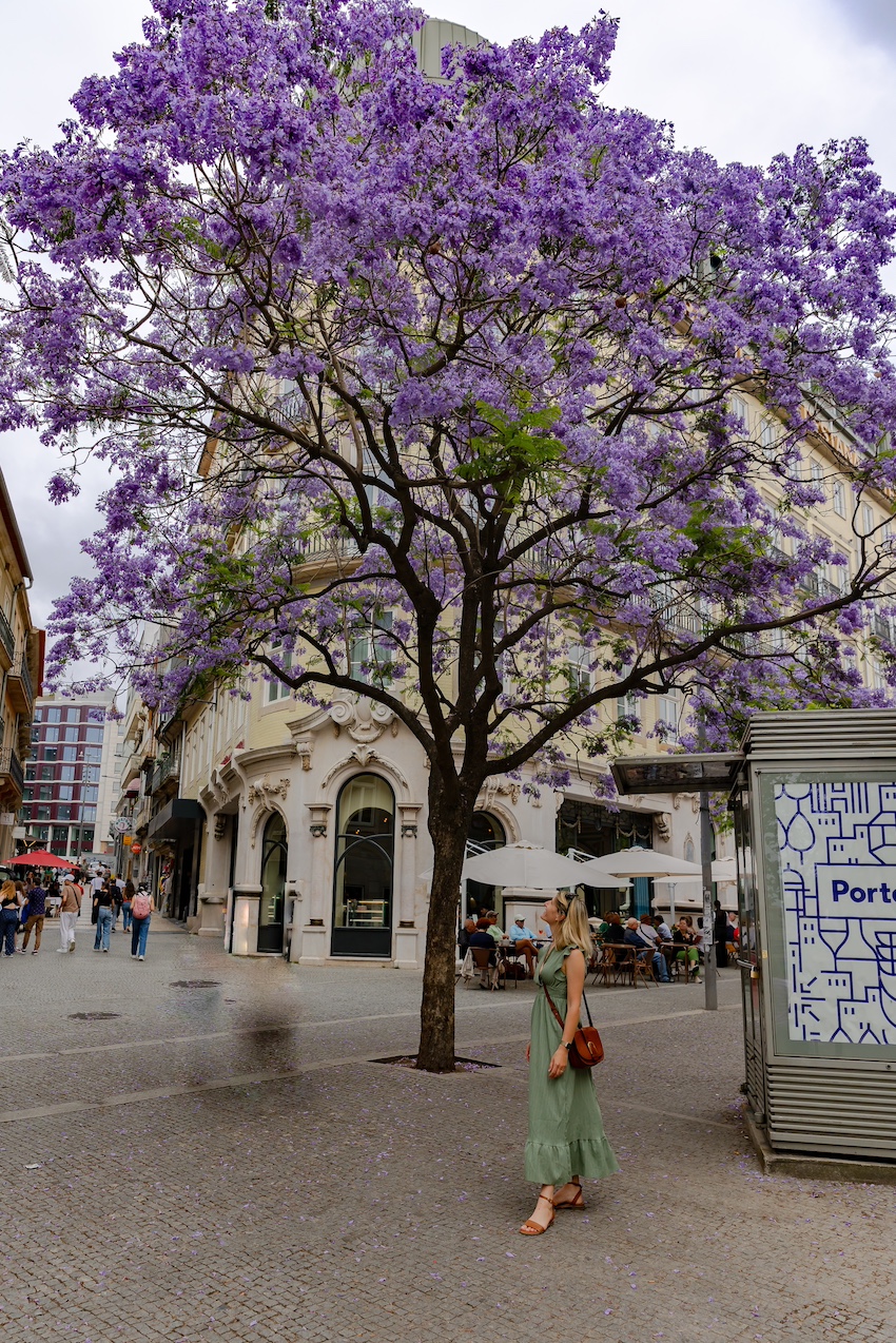 reiseziele_portugal-porto-blühe