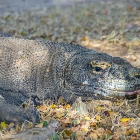 Komodo Tour